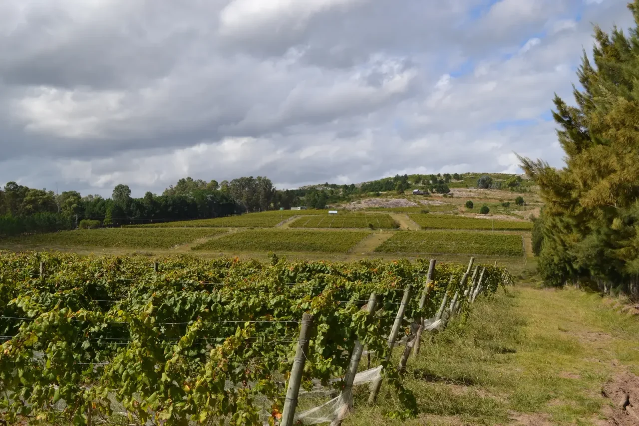 St. Michels — 17